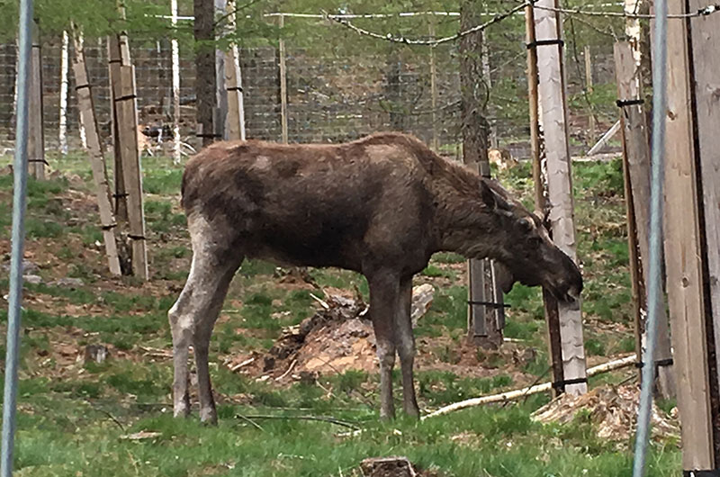 Moose-safari-at-Axelent-Academy.jpg)